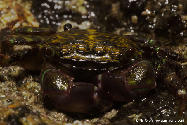 Monsters Inc (Crabs in their holes and between the rocks)