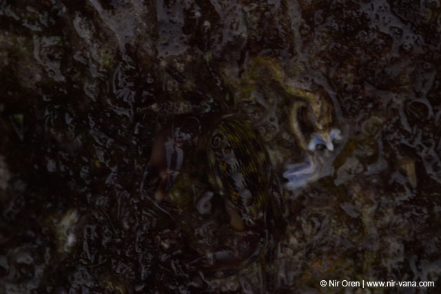 Monsters Inc (Crabs in their holes and between the rocks)
