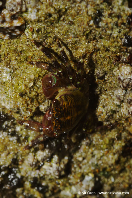 Monsters Inc (Crabs in their holes and between the rocks)