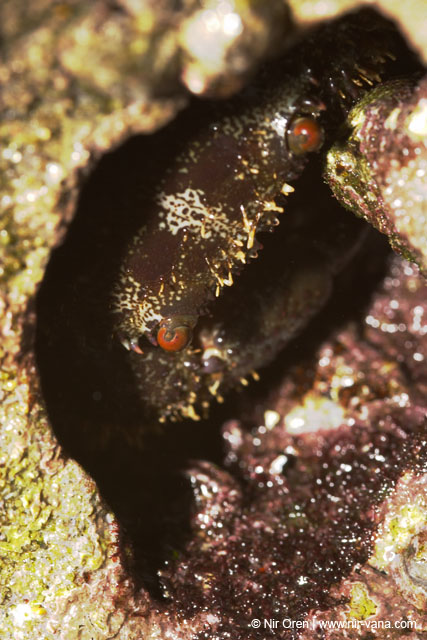Monsters Inc (Crabs in their holes and between the rocks)