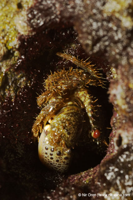 Monsters Inc (Crabs in their holes and between the rocks)