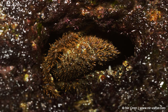 Monsters Inc (Crabs in their holes and between the rocks)