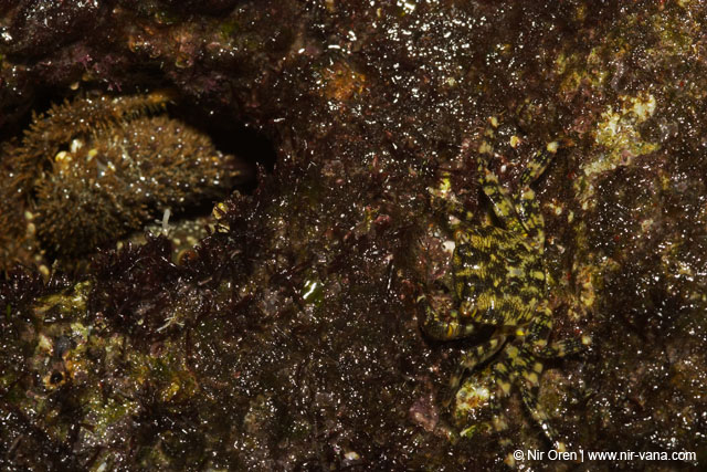 Monsters Inc (Crabs in their holes and between the rocks)