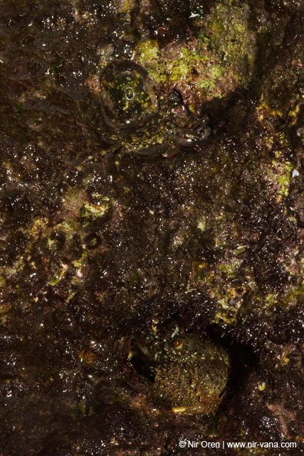 Monsters Inc (Crabs in their holes and between the rocks)