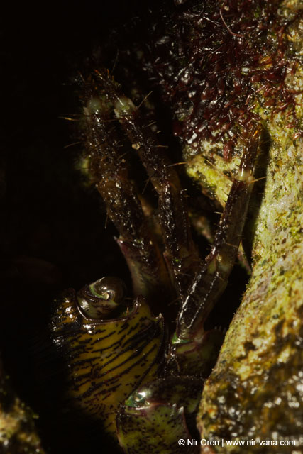 Monsters Inc (Crabs in their holes and between the rocks)
