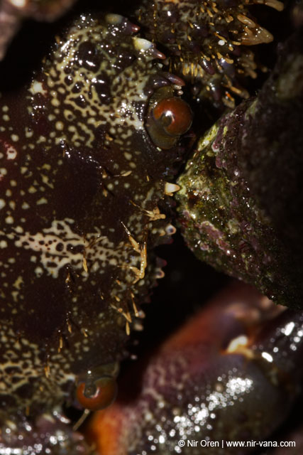 Monsters Inc (Crabs in their holes and between the rocks)