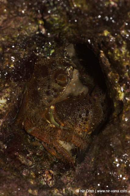 Monsters Inc (Crabs in their holes and between the rocks)