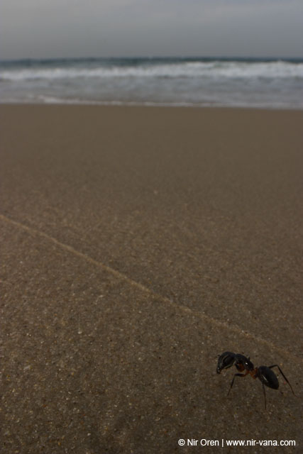 Monsters Inc (Crabs in their holes and between the rocks)