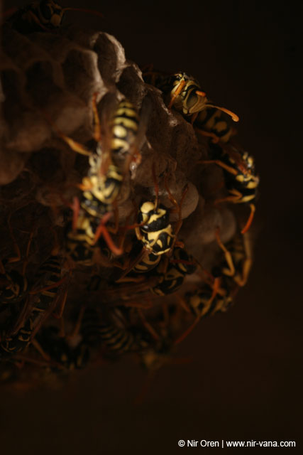 Hornet's Nest near Agmon Hachula