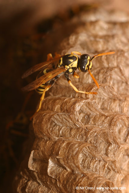 Hornet's Nest near Agmon Hachula