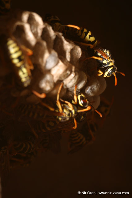 Hornet's Nest near Agmon Hachula