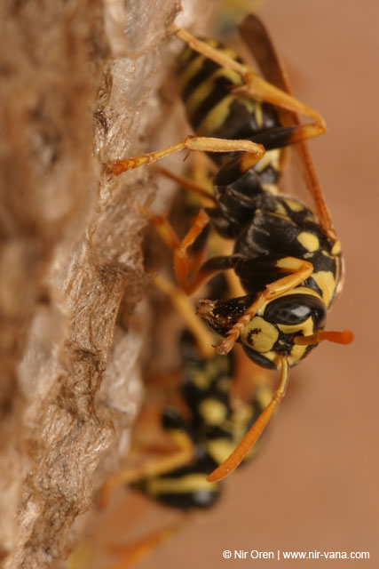 Hornet's Nest near Agmon Hachula