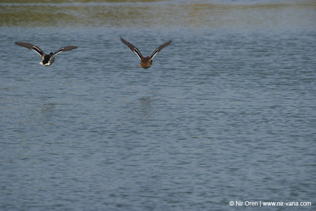 Fishponds and birds in Maagan Michael