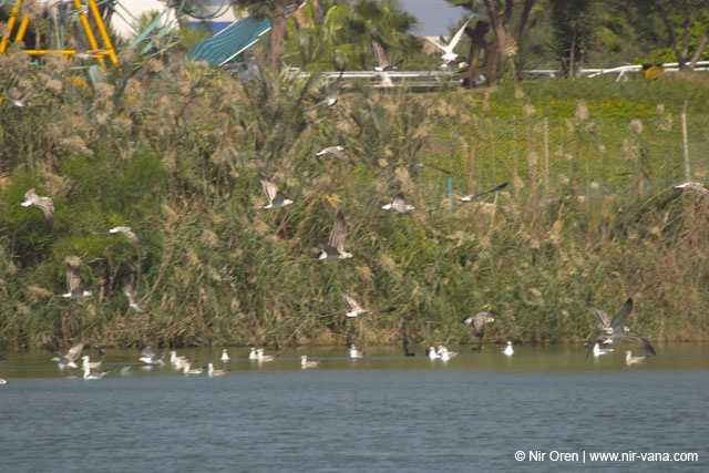 Fishponds and birds in Maagan Michael