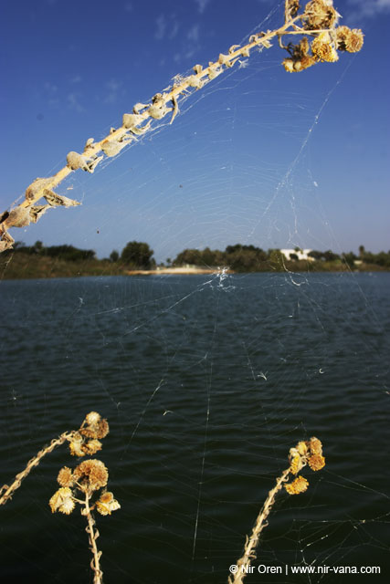 Fishponds and birds in Maagan Michael