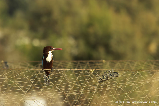 Fishponds and birds in Maagan Michael
