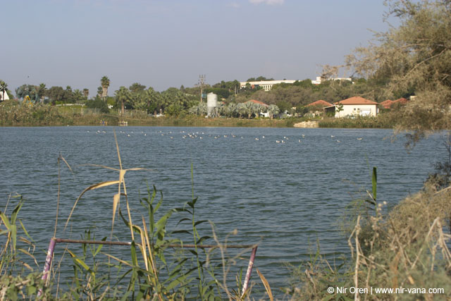 Fishponds and birds in Maagan Michael