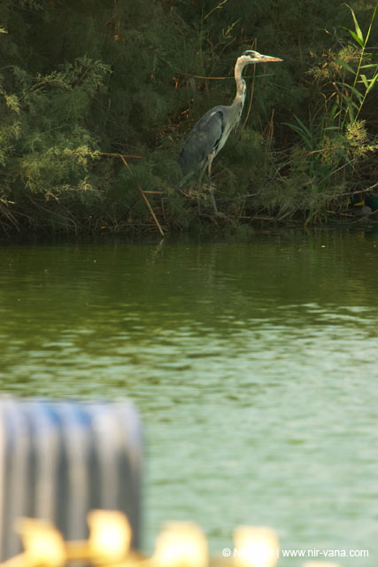 Fishponds and birds in Maagan Michael