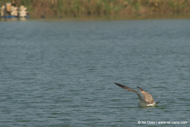 Fishponds and birds in Maagan Michael