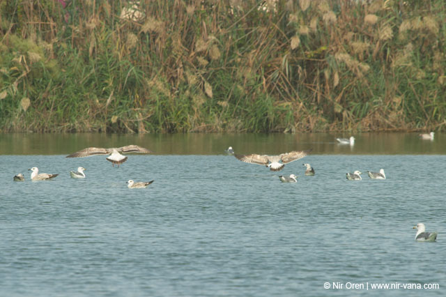 Fishponds and birds in Maagan Michael