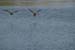 Fishponds and birds in Maagan Michael