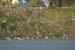 Fishponds and birds in Maagan Michael
