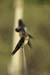 Fishponds and birds in Maagan Michael