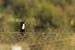 Fishponds and birds in Maagan Michael