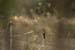 Fishponds and birds in Maagan Michael