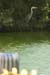 Fishponds and birds in Maagan Michael