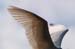 Fishponds and birds in Maagan Michael
