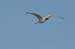 Fishponds and birds in Maagan Michael