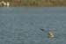 Fishponds and birds in Maagan Michael