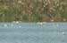 Fishponds and birds in Maagan Michael