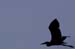 Fishponds and birds in Maagan Michael