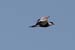 Fishponds and birds in Maagan Michael