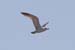 Fishponds and birds in Maagan Michael