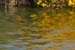 Fishponds and birds in Maagan Michael