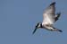 Fishponds and birds in Maagan Michael