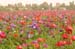 Nir Oren - Selected Photographs