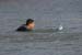 Israel waterski championship