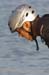 Israel waterski championship