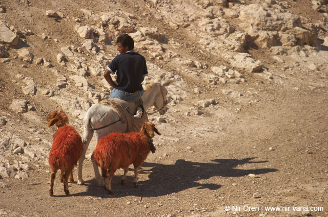 Bedouin Encampment in the Judea Desert
