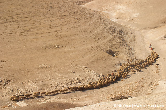 Bedouin Encampment in the Judea Desert