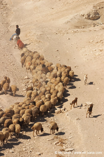 Bedouin Encampment in the Judea Desert
