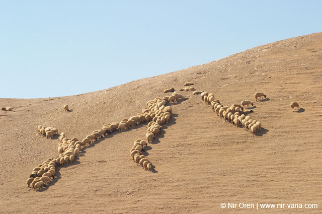 Bedouin Encampment in the Judea Desert