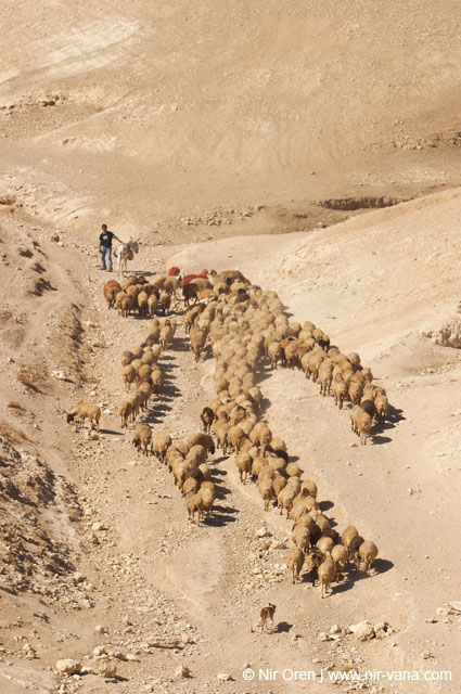 Bedouin Encampment in the Judea Desert