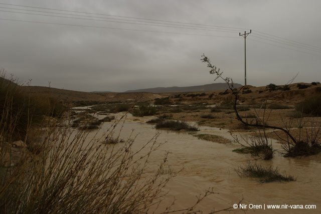 Flood in Wadi Zin / Januar 2005