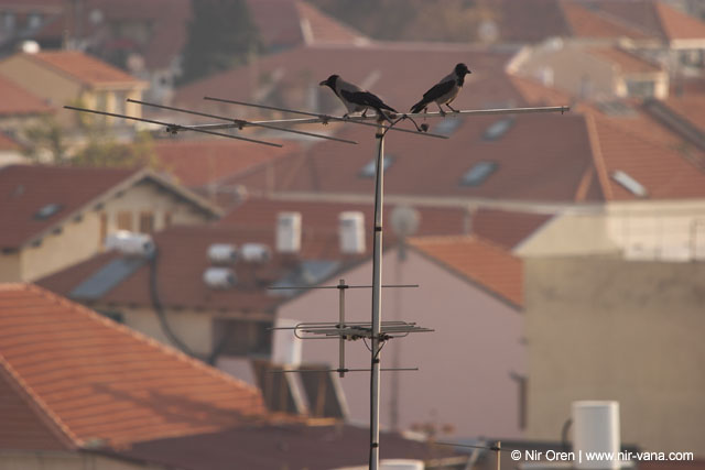 The Roofs Of Tel Aviv