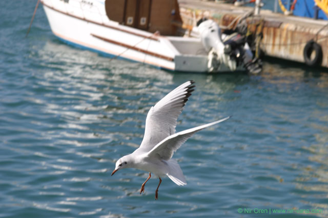 Yaffo - February 2004
